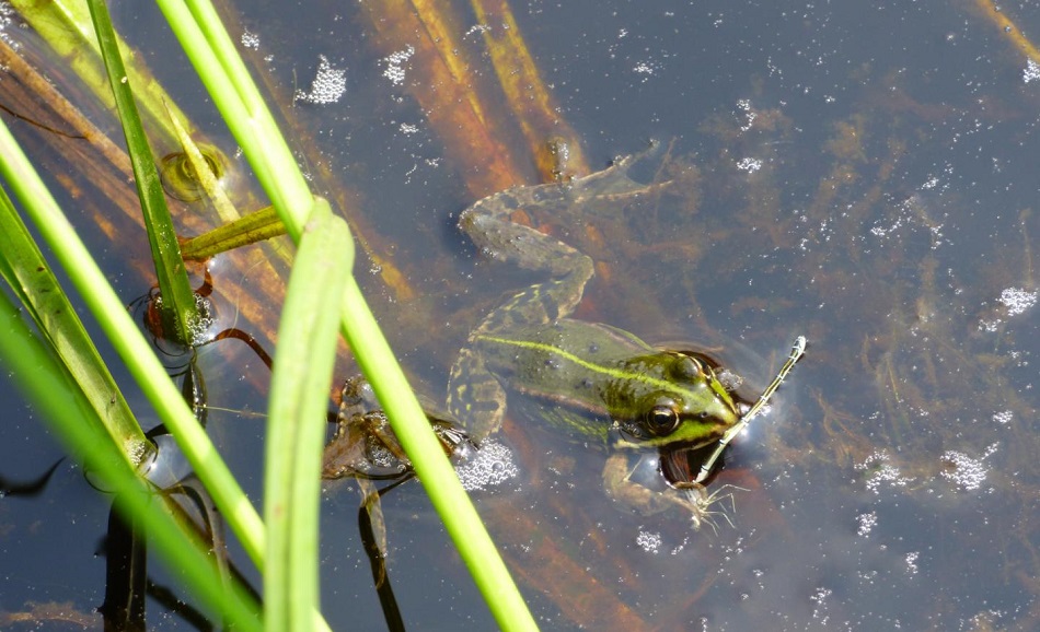 Migration Des Amphibiens Bulles De Gones migration-des-amphibiens-bulles-de-gones